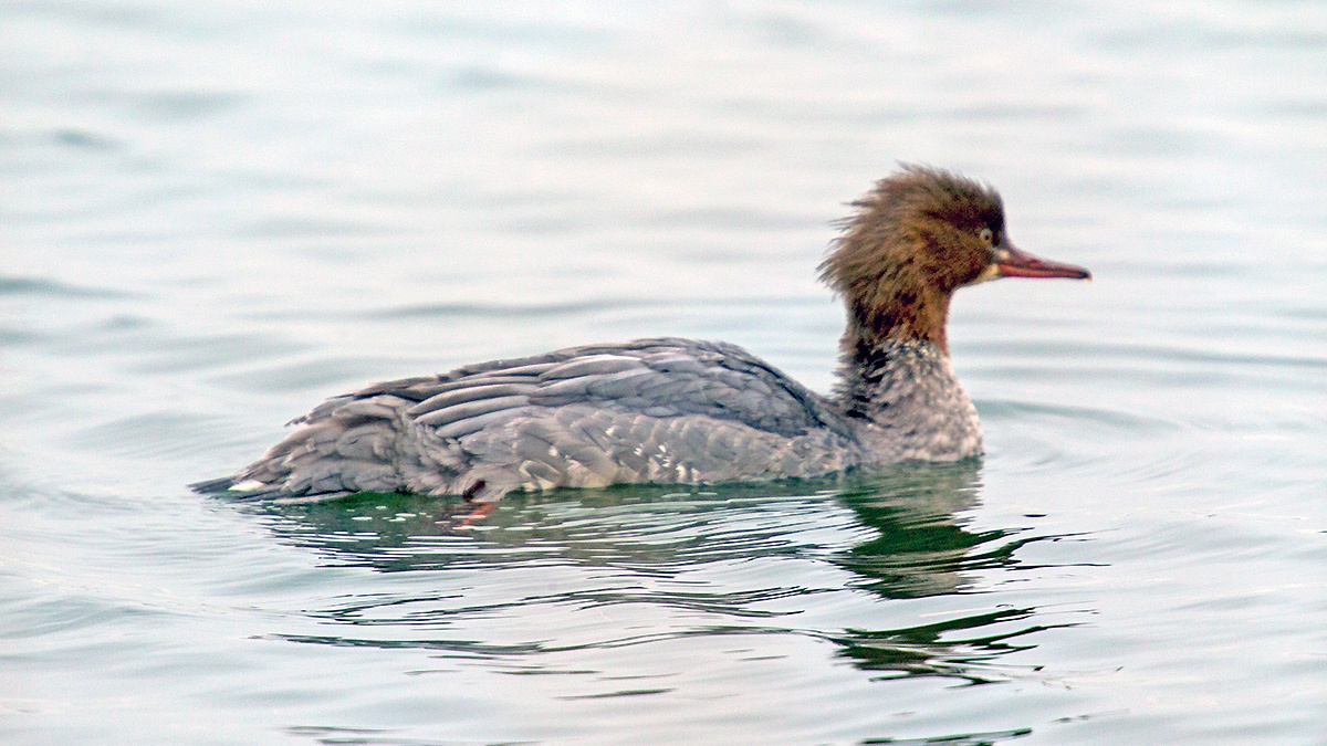 Common Merganser [Mergus merganser merganser]