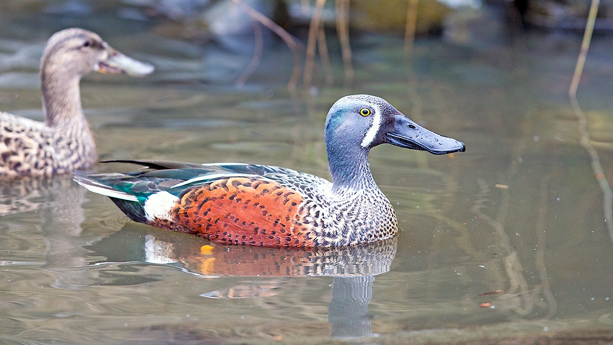 Australasian Shoveler [Spatula rhynchotis]