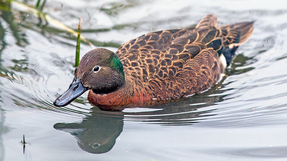 Auckland Teal [Anas aucklandica]