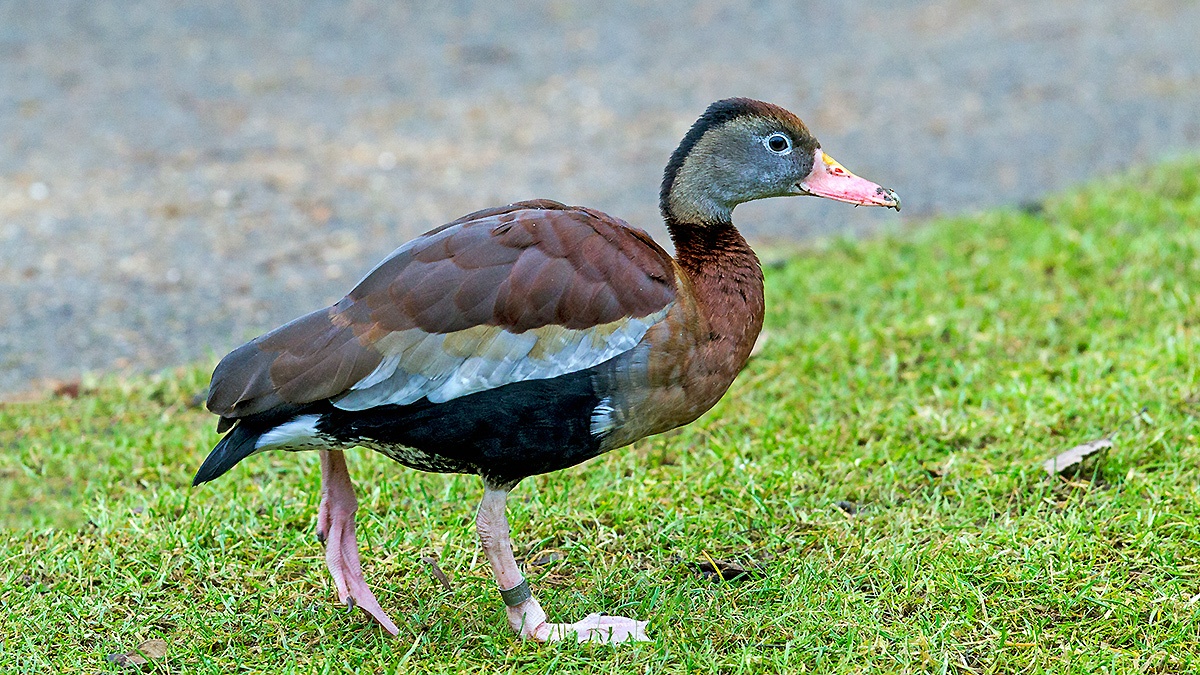 Black-bellied Whistling Duck [Dendrocygna autumnalis]