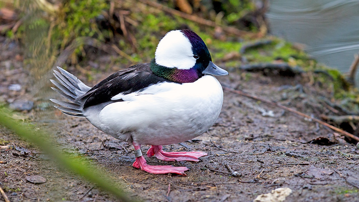 Bufflehead [Bucephala albeola]