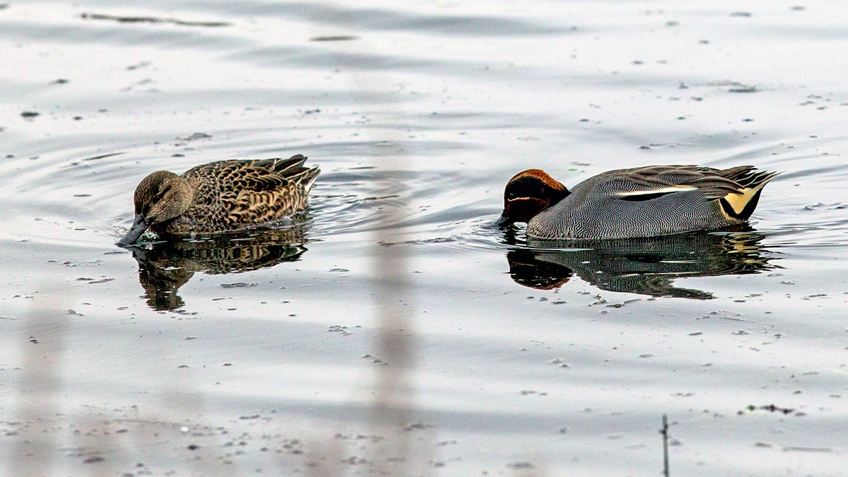 Eurasian Teal [Anas crecca]