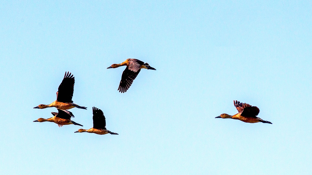 Fulvous Whistling Duck [Dendrocygna bicolor]