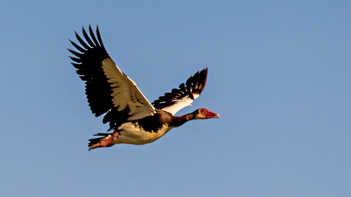 Spur-winged Goose [Plectropterus gambensis gambensis]