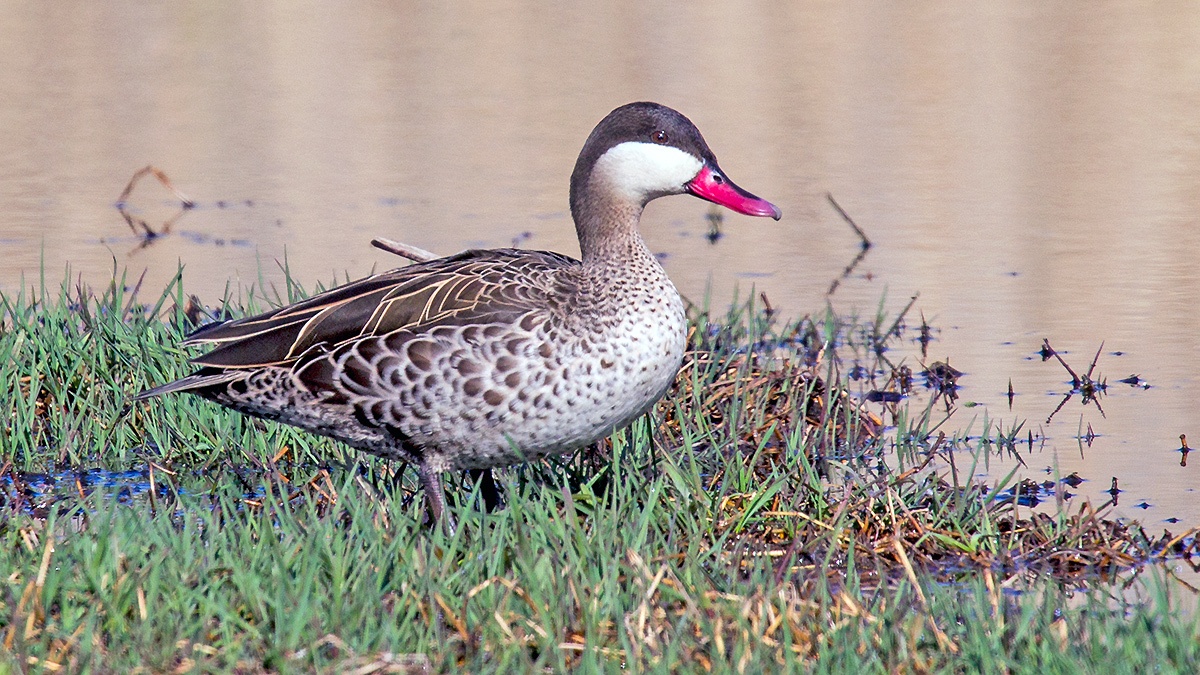 Red-billed Teal [Anas erythrorhyncha]