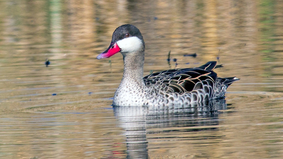 Red-billed Teal [Anas erythrorhyncha]