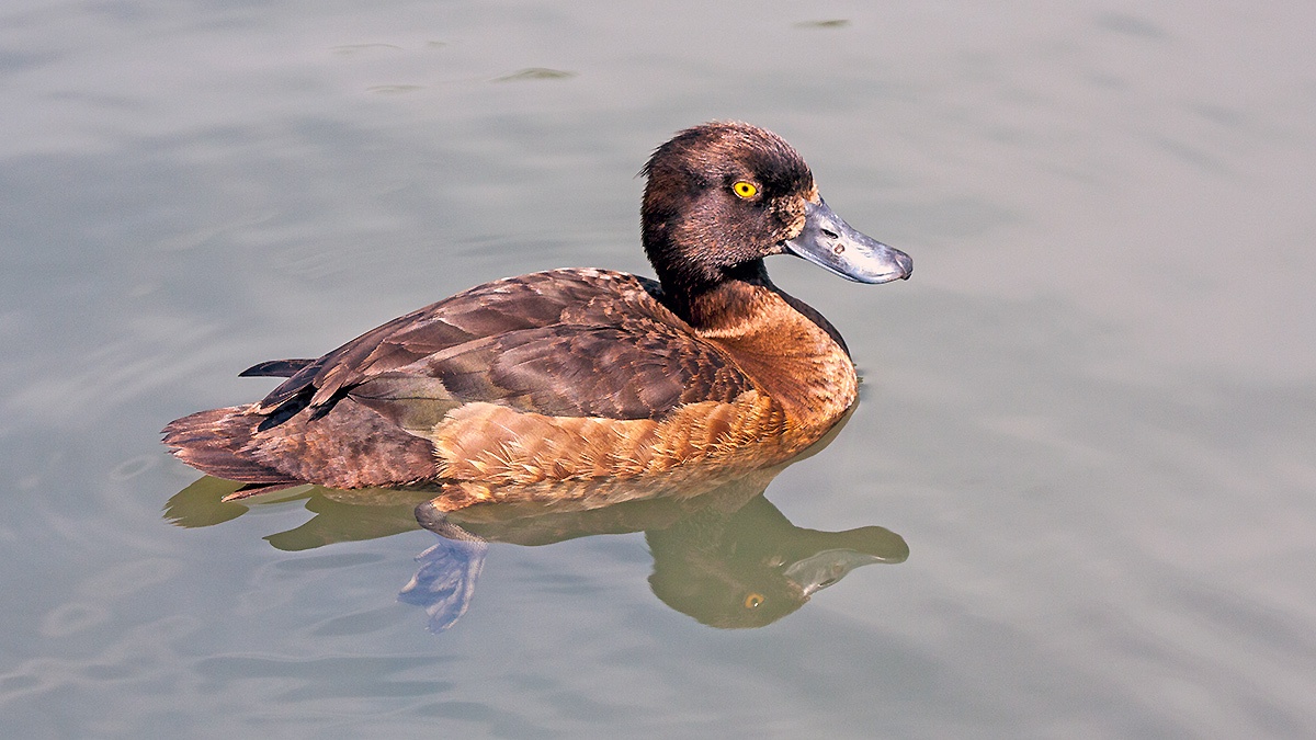 Tufted Duck [Aythya fuligula]