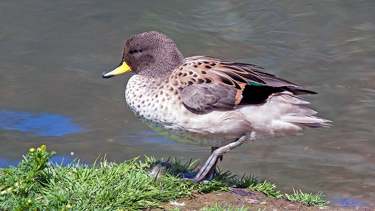 Yellow-billed Teal [Anas flavirostris oxyptera]