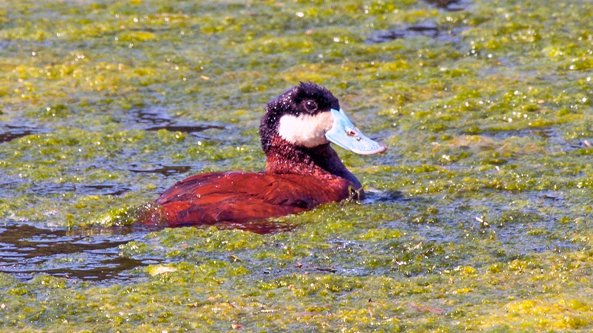 Ruddy Duck [Oxyura jamaicensis]