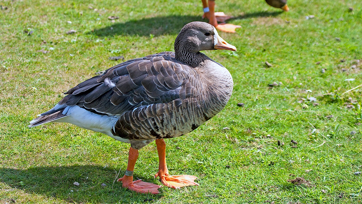 Greater White-fronted Goose [Anser albifrons flavirostris]