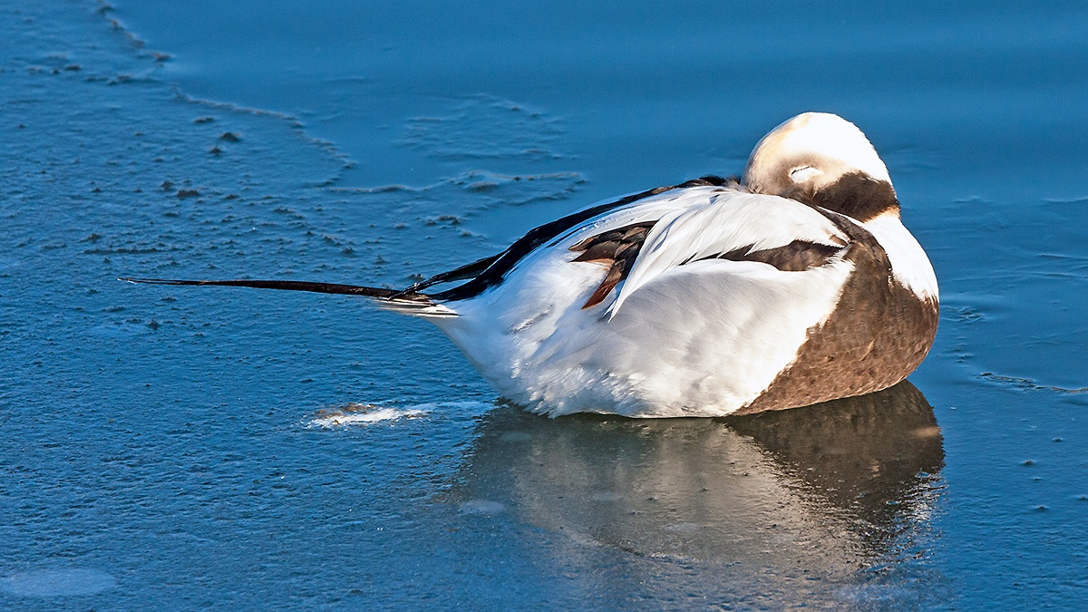 Long-tailed Duck [Clangula hyemalis]