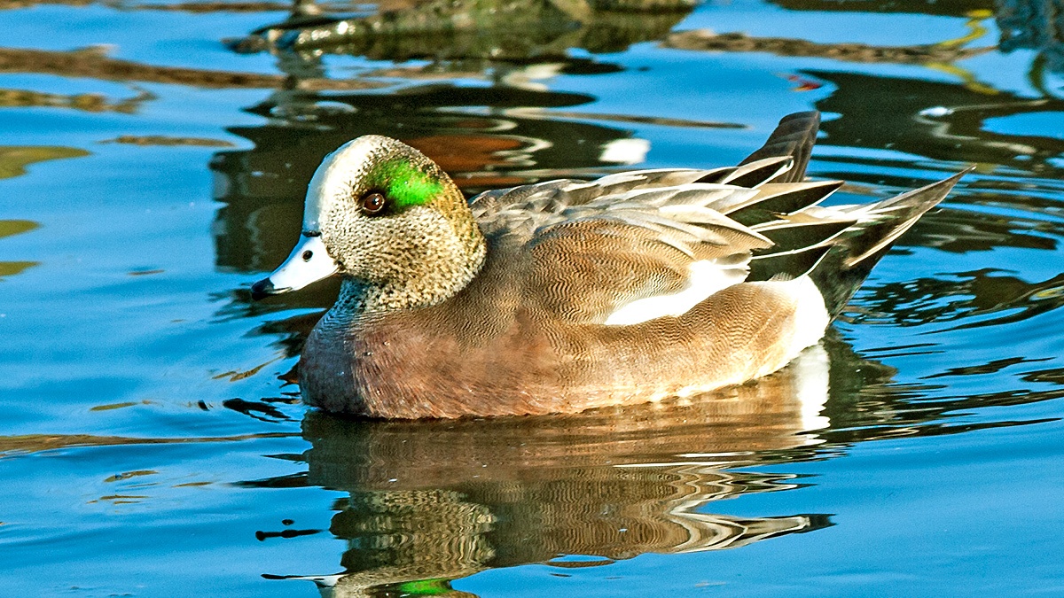 American Wigeon [Mareca americana]