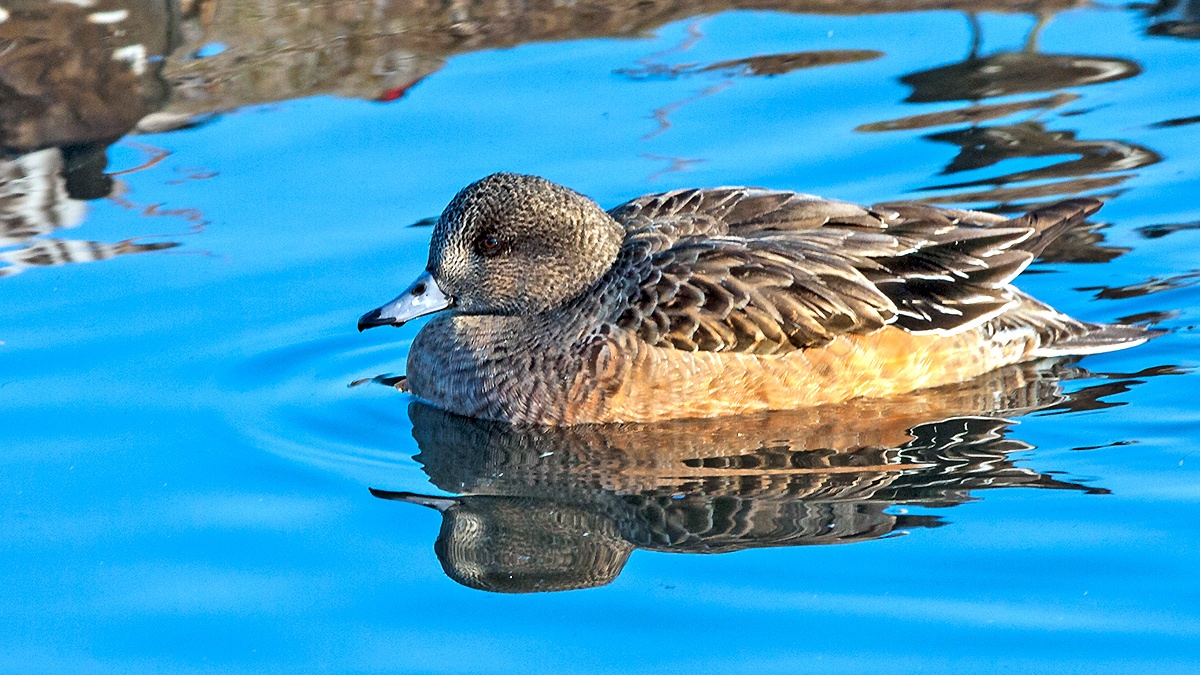 American Wigeon [Mareca americana]