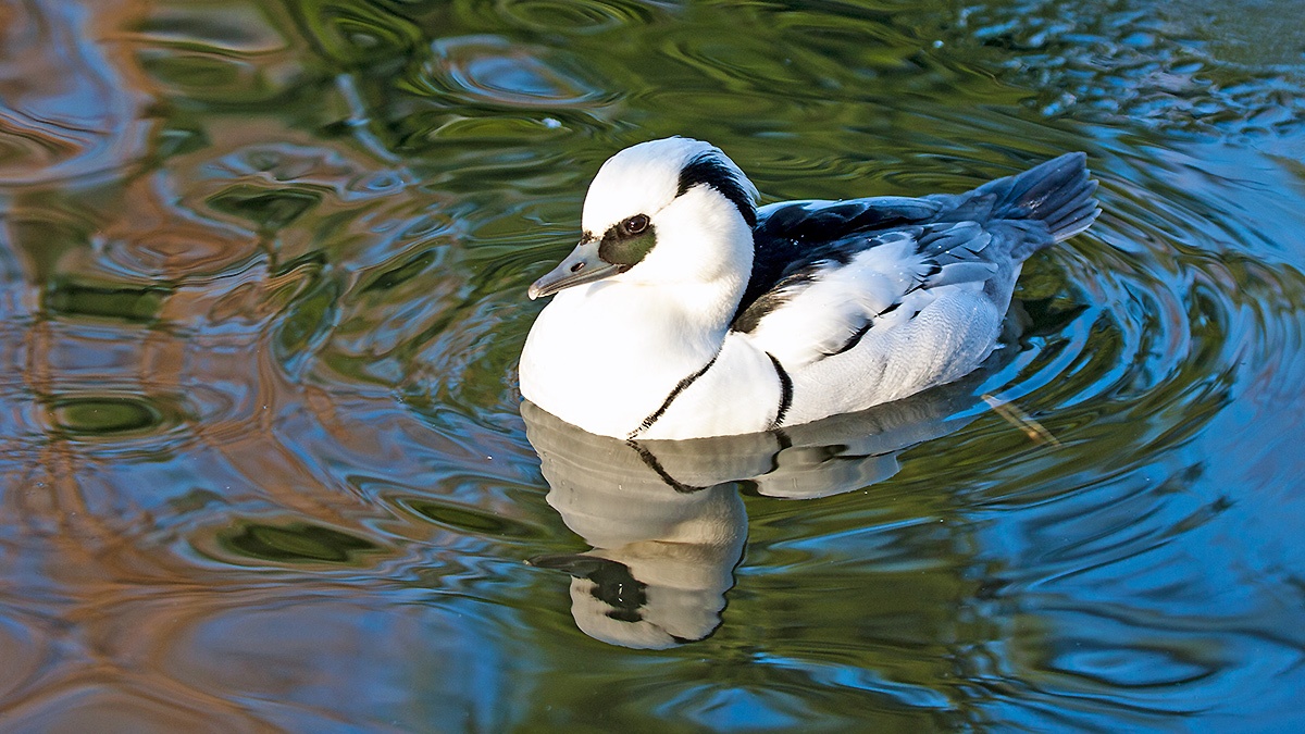 Smew [Mergellus albellus]