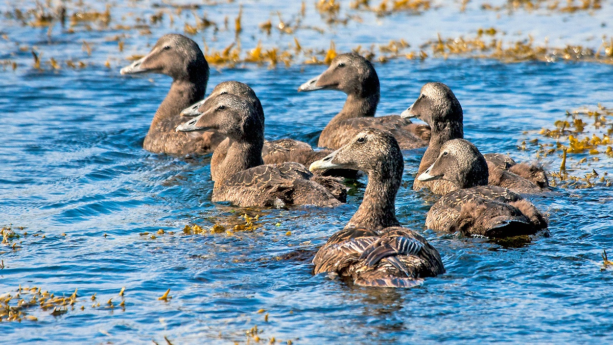 Common Eider [Somateria mollissima mollissima]