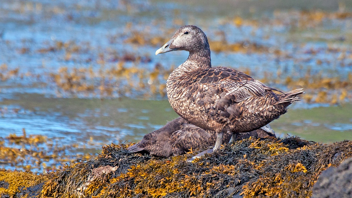 Common Eider [Somateria mollissima mollissima]