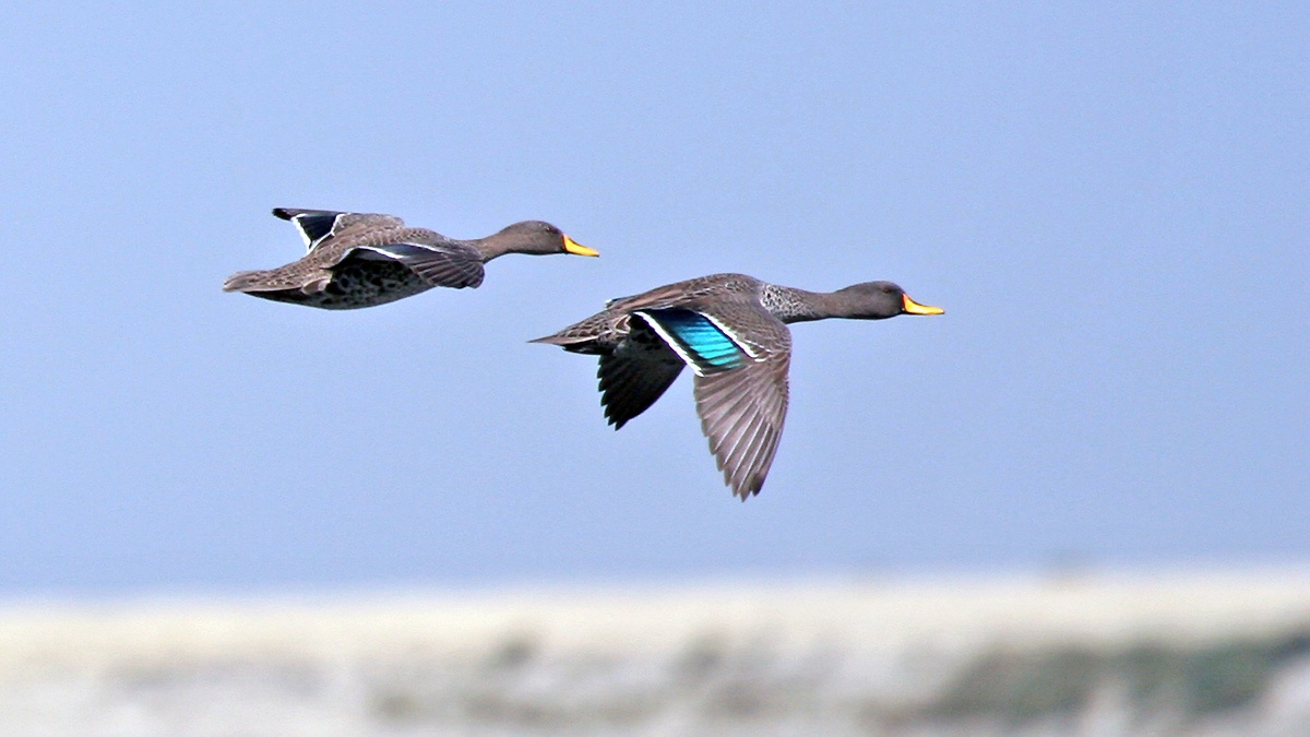 Yellow-billed Duck [Anas undulata undulata]