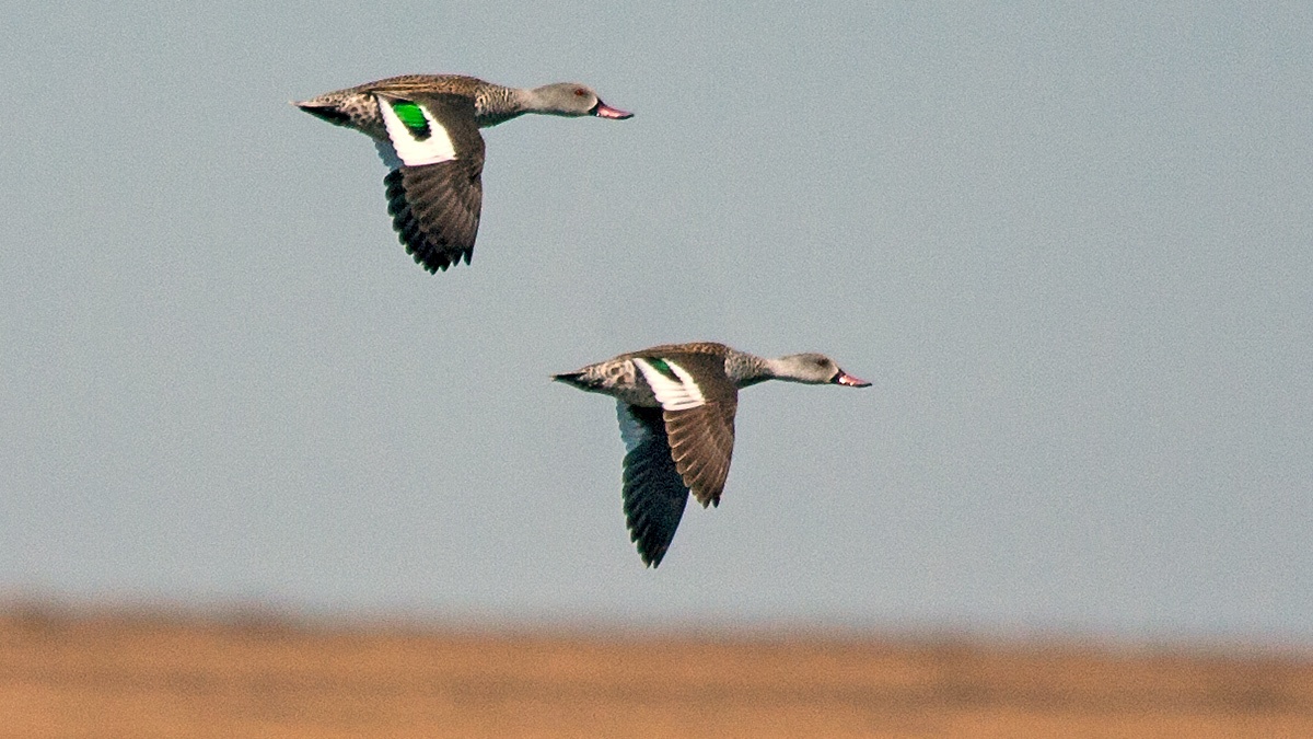 Cape Teal [Anas capensis]