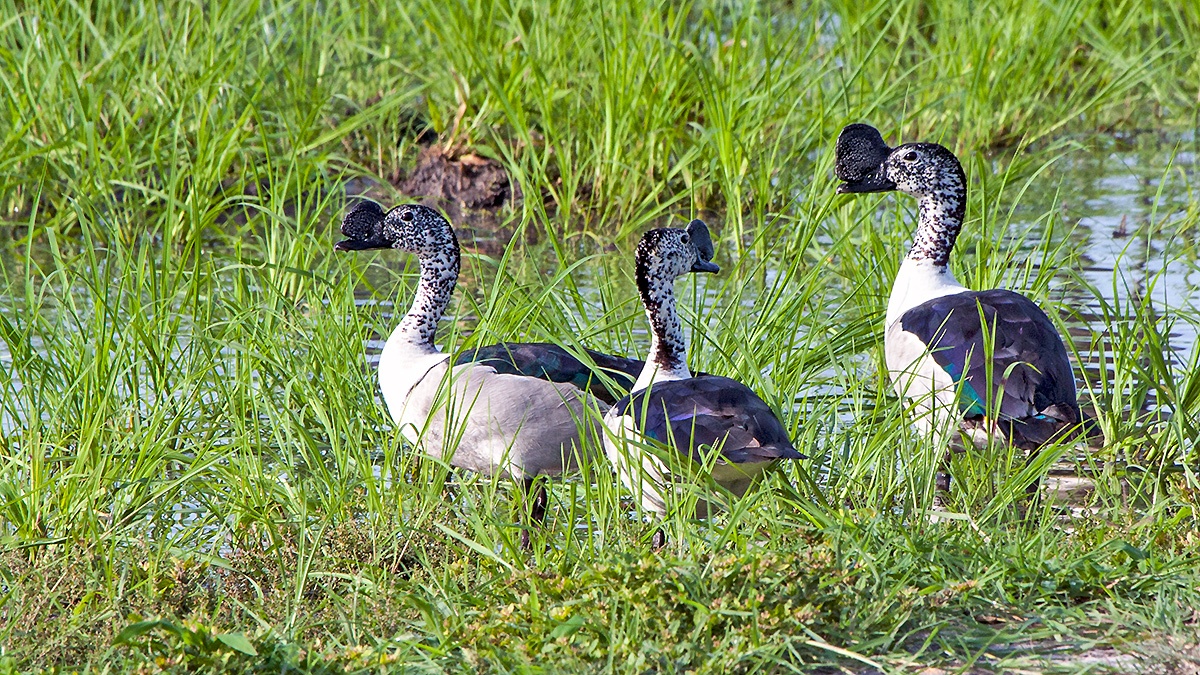 Knob-billed Duck [Sarkidiornis melanotos]