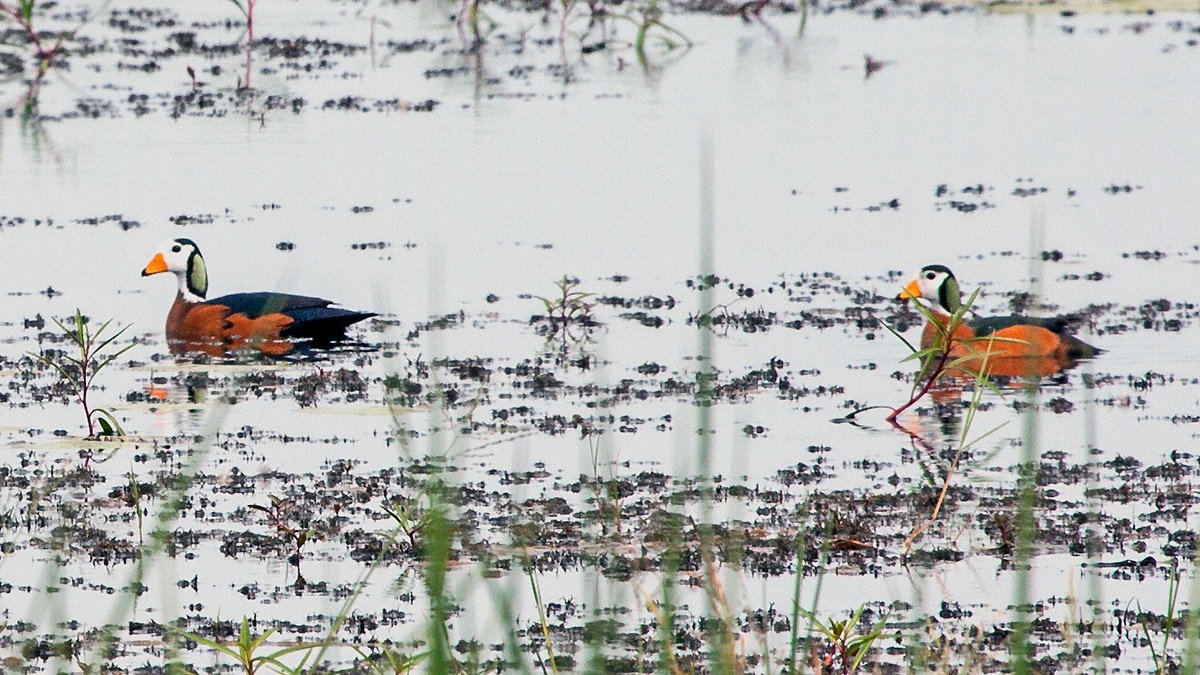 African Pygmy Goose [Nettapus auritus]