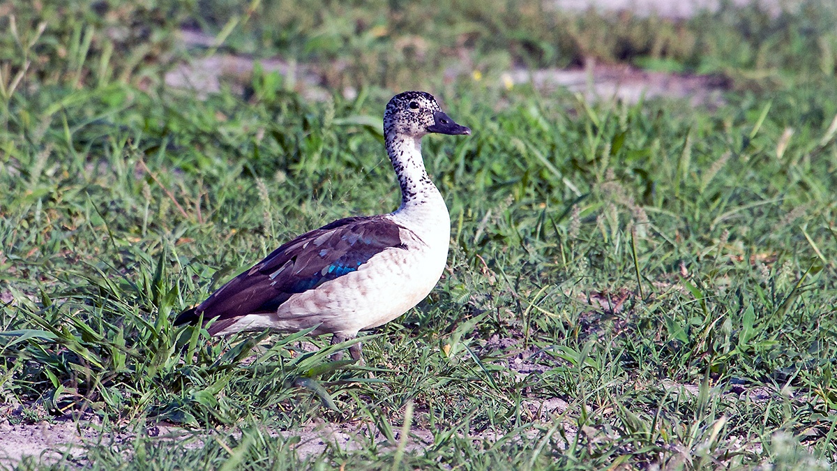 Knob-billed Duck [Sarkidiornis melanotos]