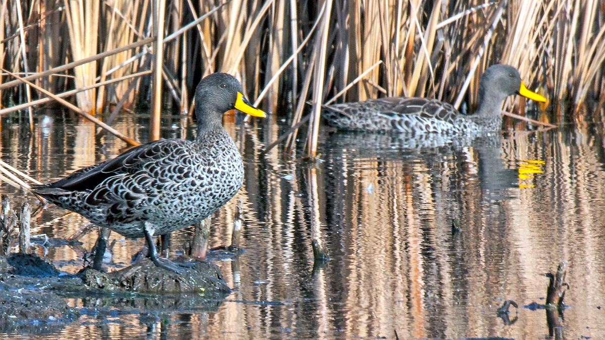 Yellow-billed Duck [Anas undulata undulata]