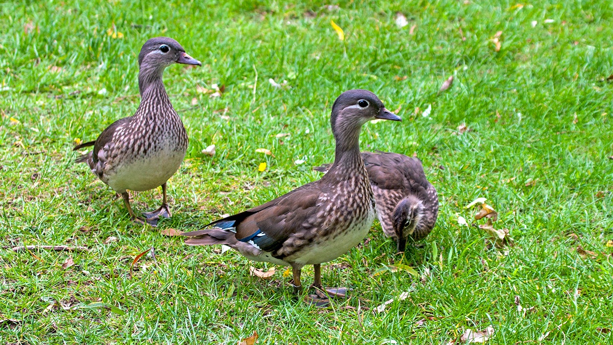 Mandarin Duck [Aix galericulata]
