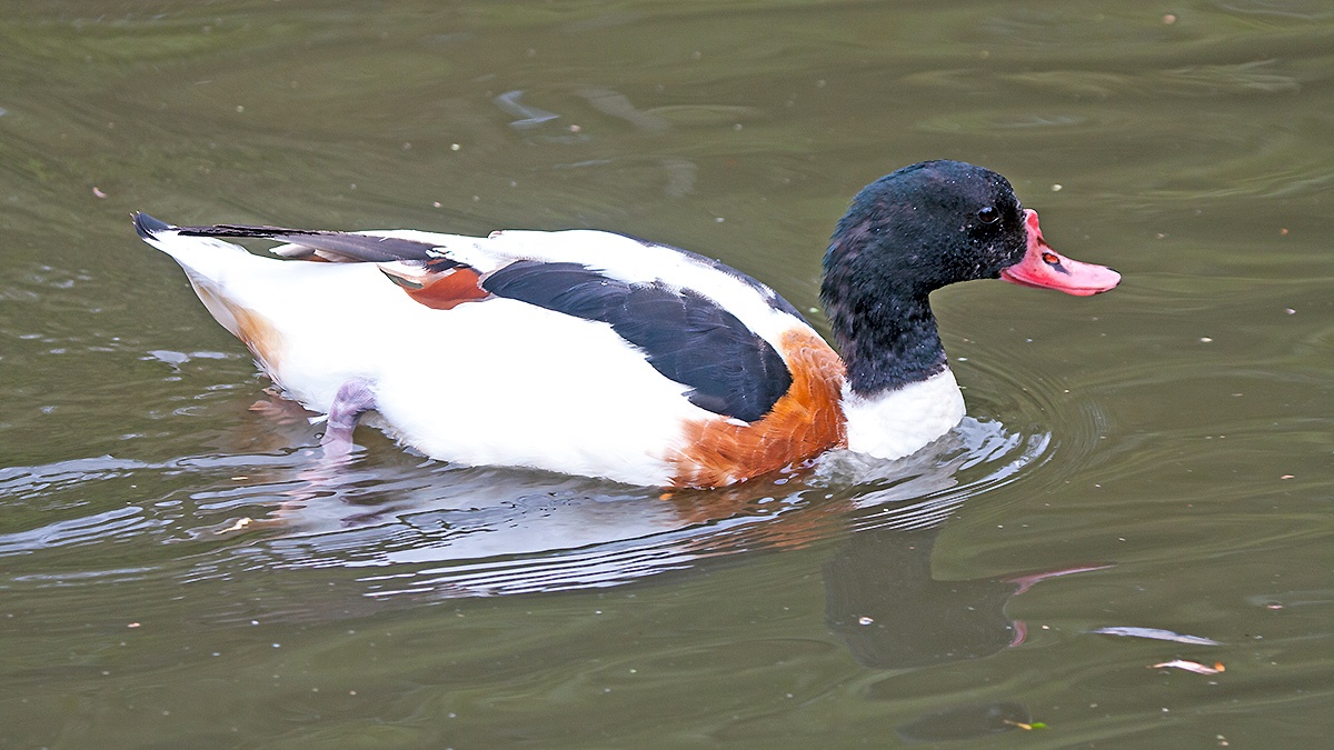 Common Shelduck [Tadorna tadorna]