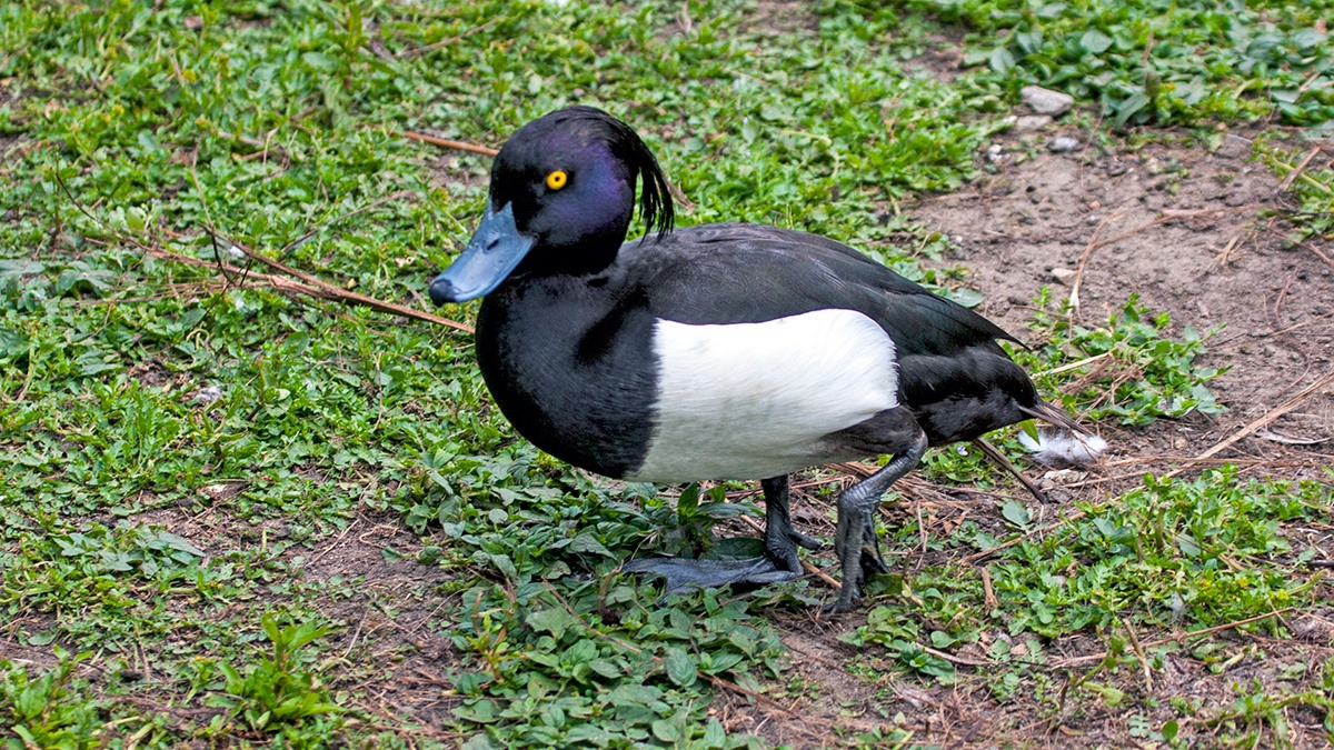 Tufted Duck [Aythya fuligula]