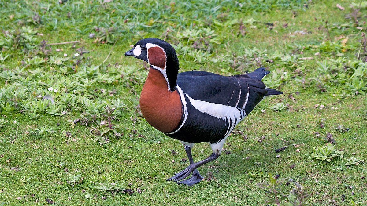 Red-breasted Goose [Branta ruficollis]