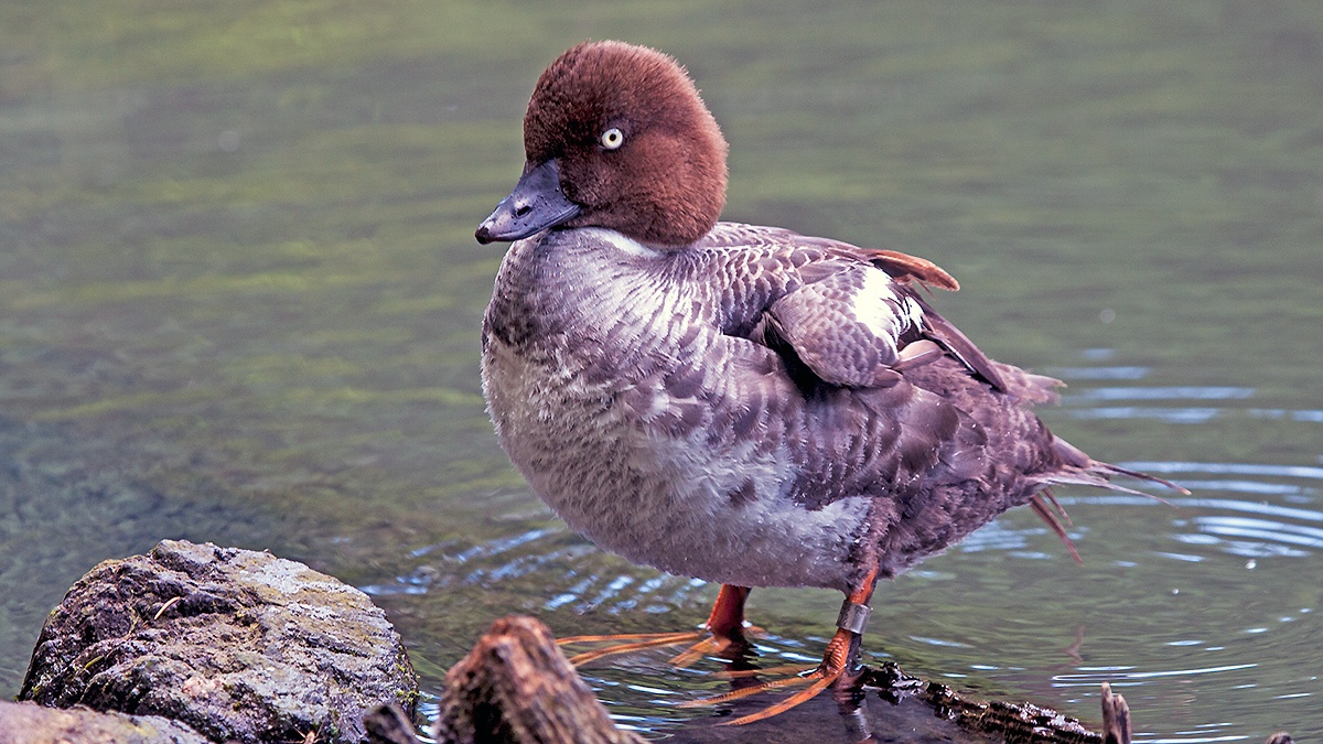 Common Goldeneye [Bucephala clangula clangula]