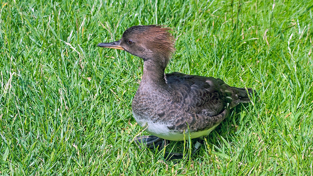 Hooded Merganser [Lophodytes cucullatus]