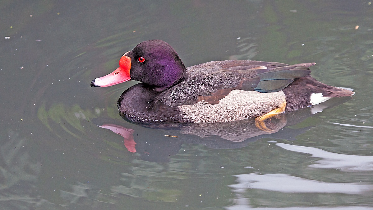 Rosy-billed Pochard [Netta peposaca]