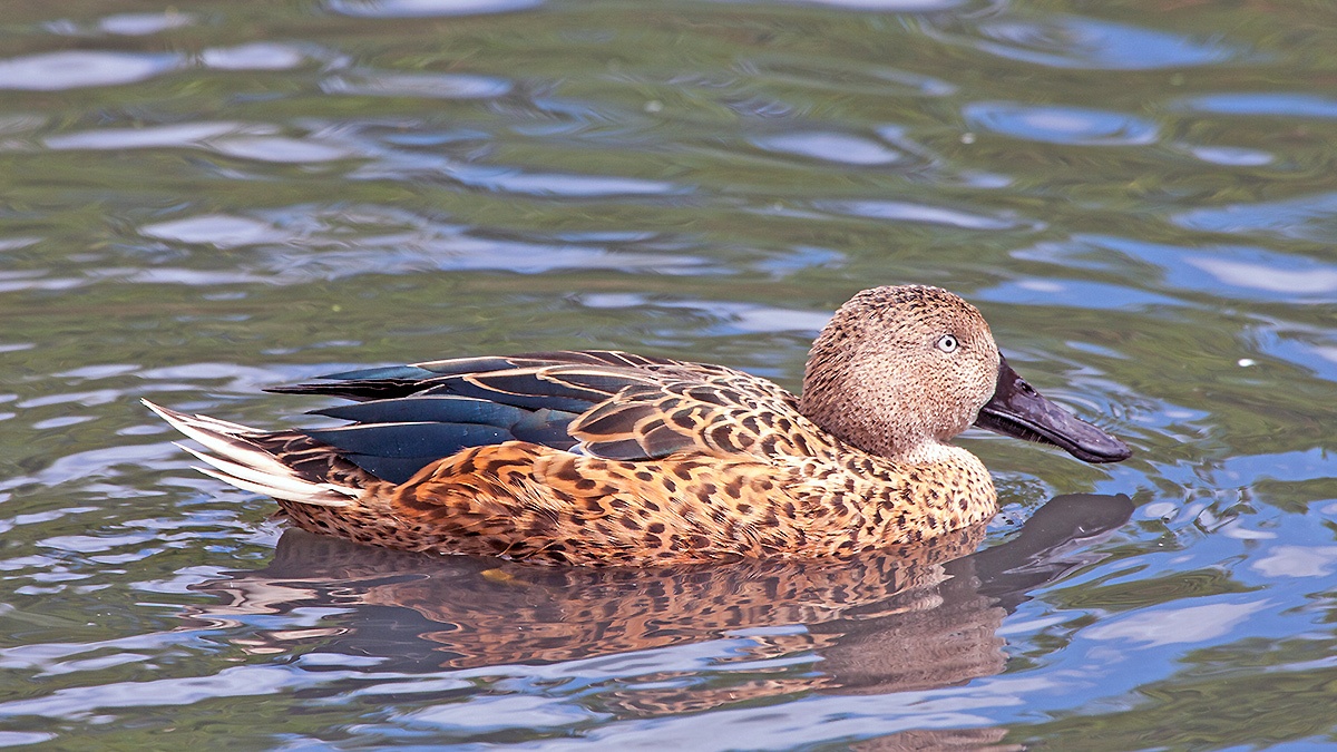 Red Shoveler [Spatula platalea]