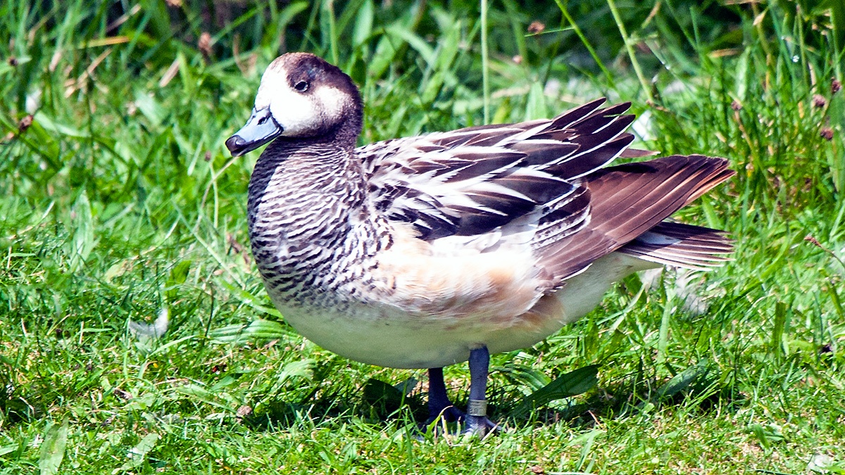 Chiloe Wigeon [Mareca sibilatrix]