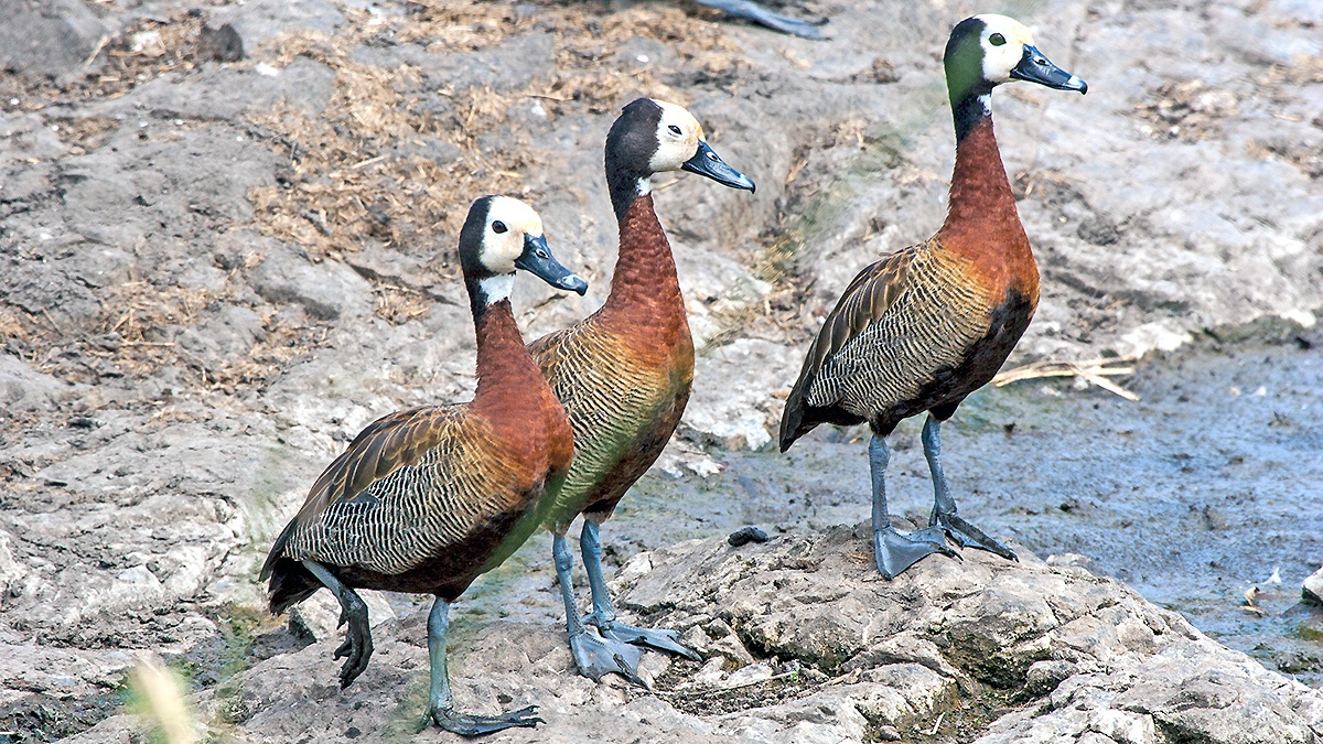 White-faced Whistling Duck [Dendrocygna viduata]