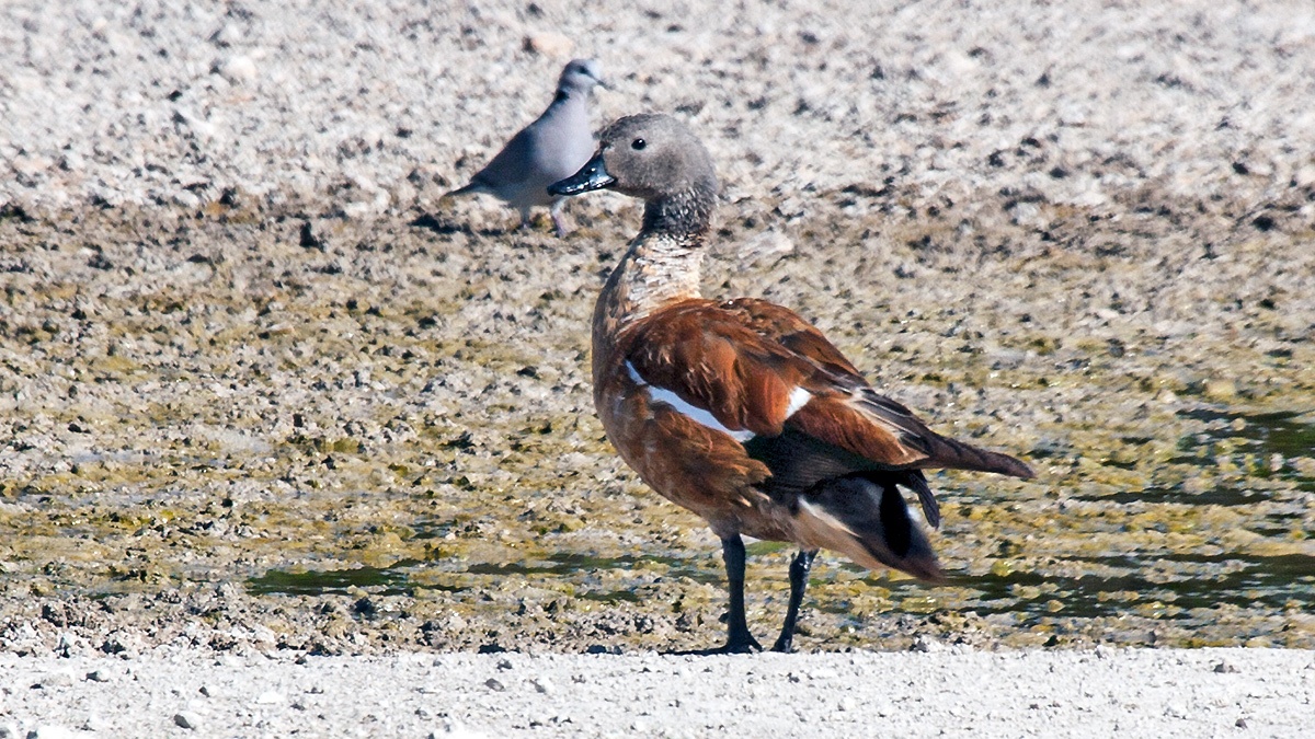 South African Shelduck [Tadorna cana]