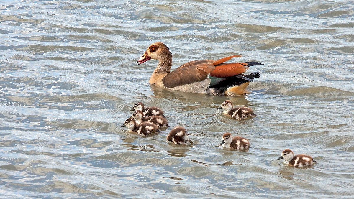 Egyptian Goose [Alopochen aegyptiaca]
