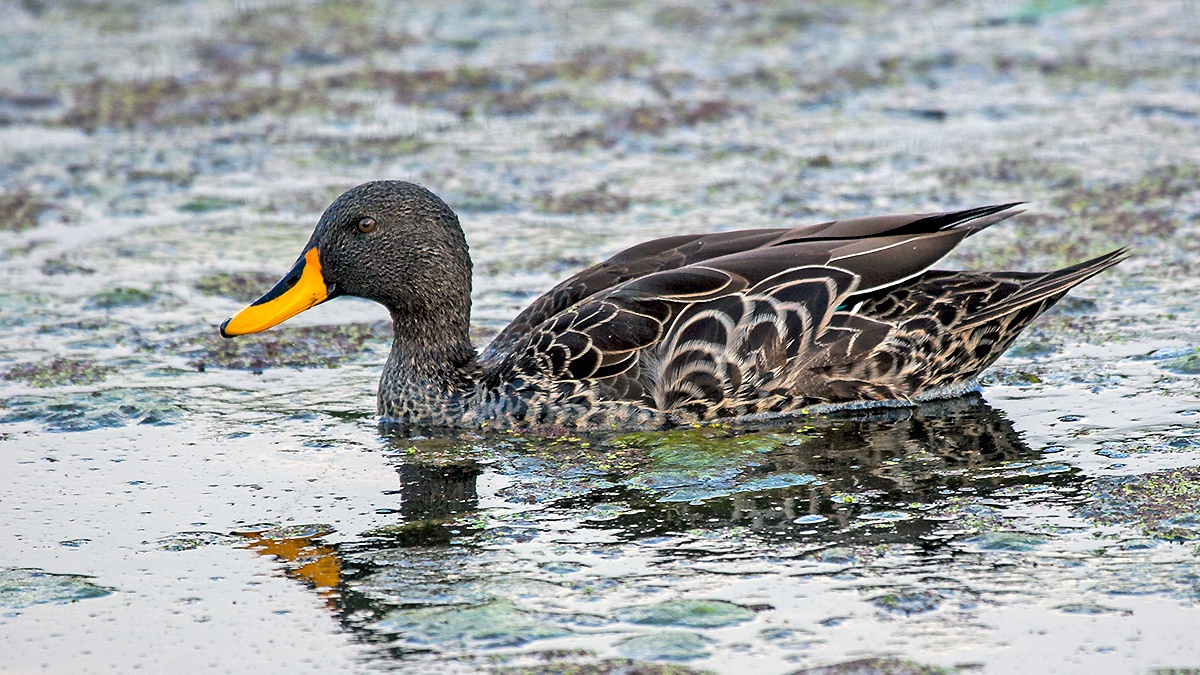 Yellow-billed Duck [Anas undulata undulata]