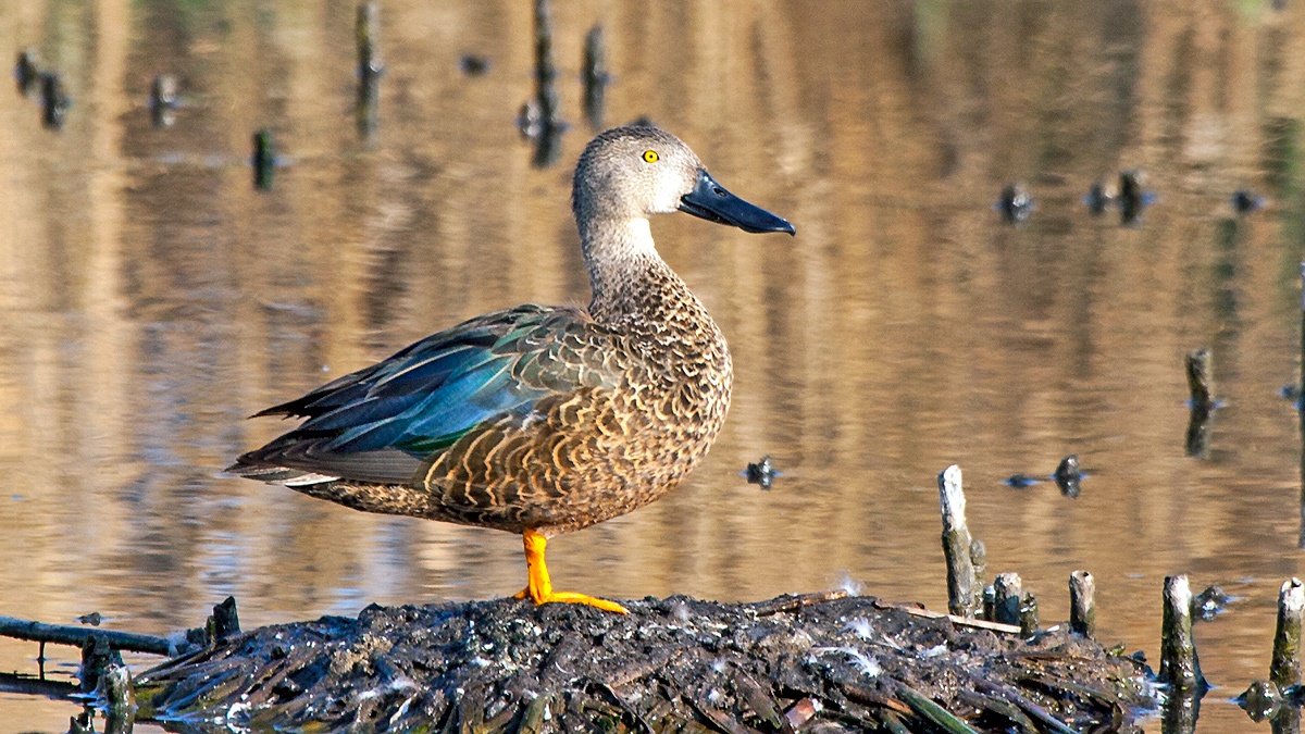 Cape Shoveler [Spatula smithii]