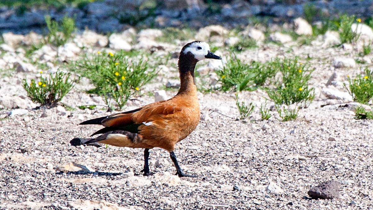 South African Shelduck [Tadorna cana]