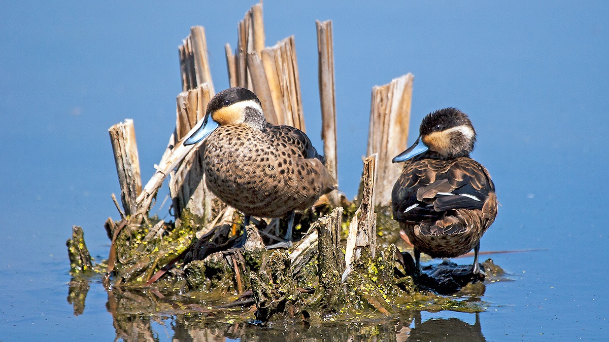 Blue-billed Teal [Spatula hottentota]