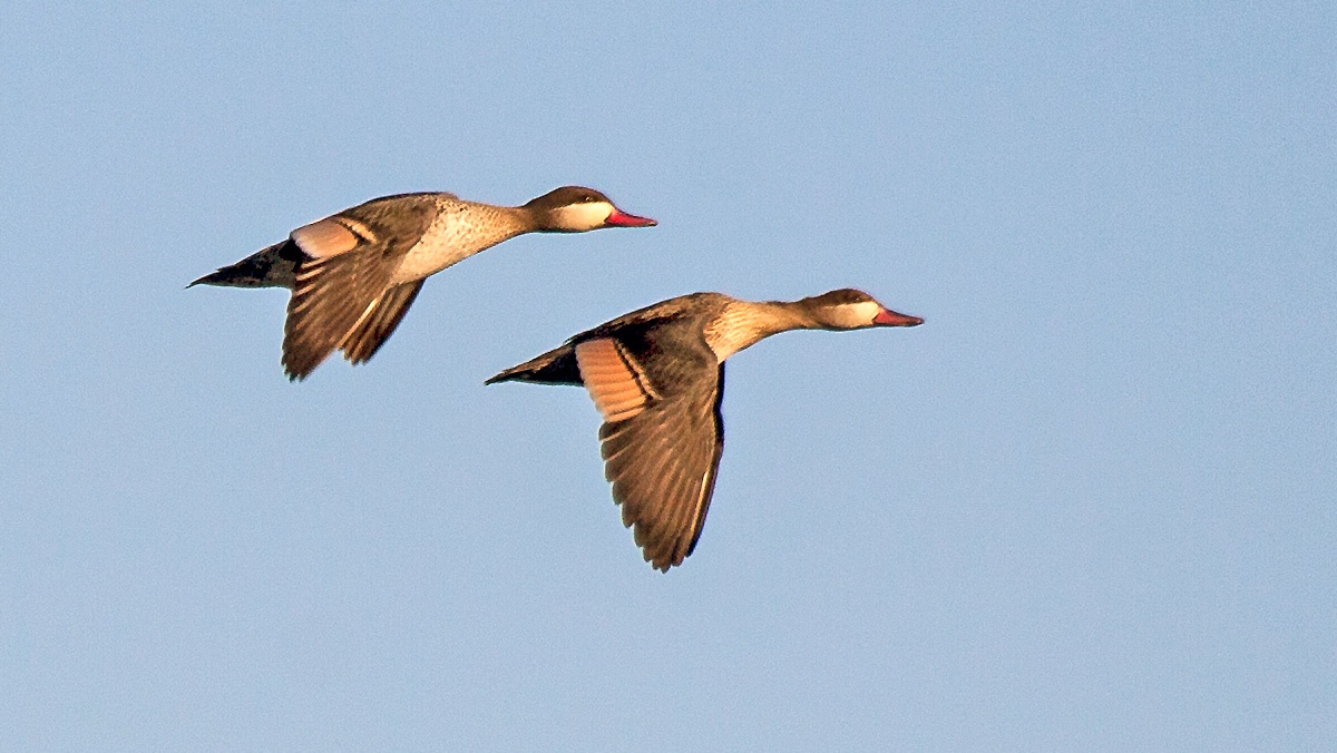 Red-billed Teal [Anas erythrorhyncha]