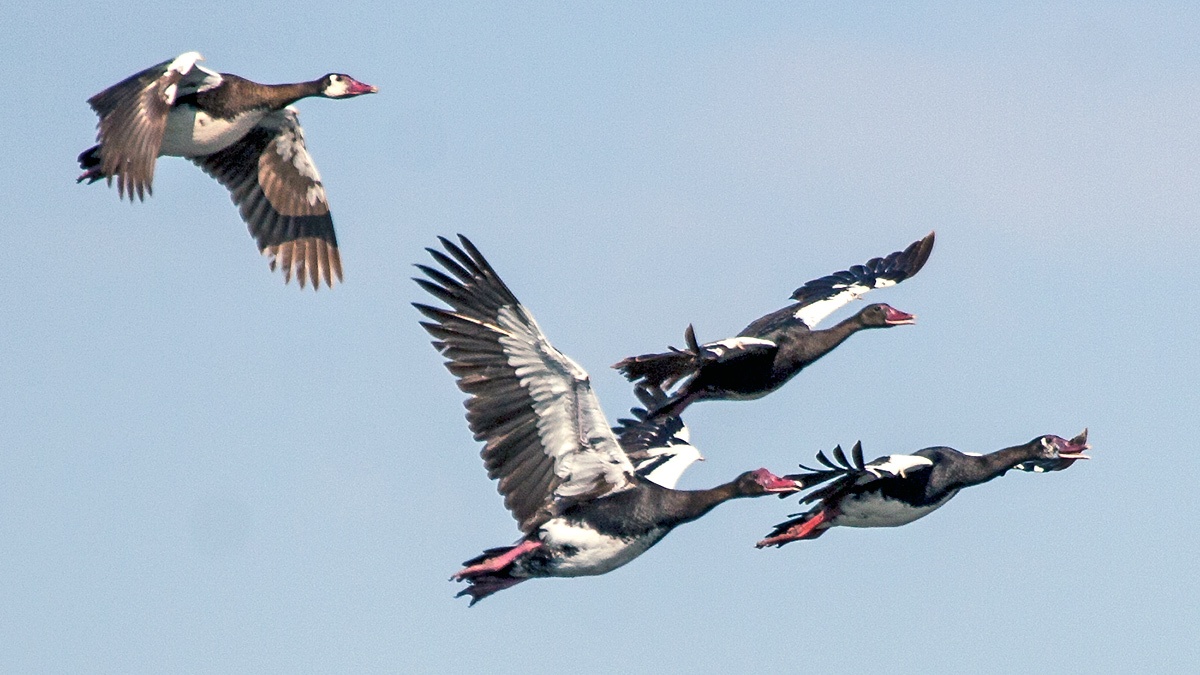 Spur-winged Goose [Plectropterus gambensis niger]