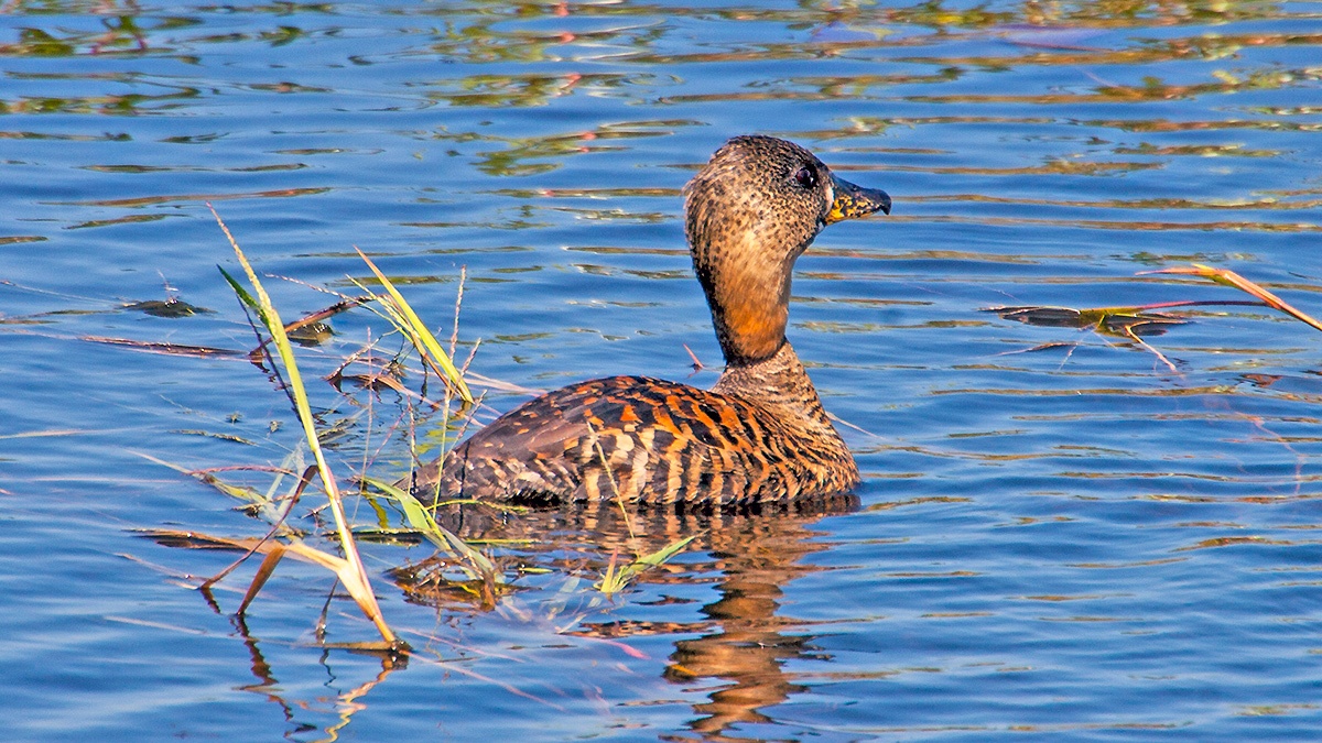 White-backed Duck [Thalassornis leuconotus leuconotus]