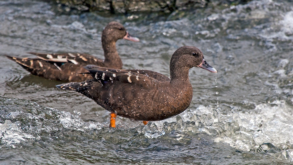 African Black Duck [Anas sparsa]