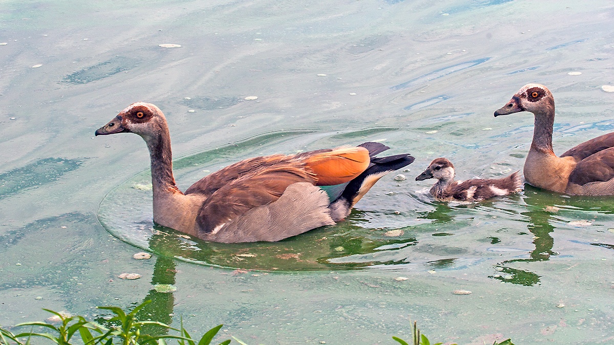 Egyptian Goose [Alopochen aegyptiaca]