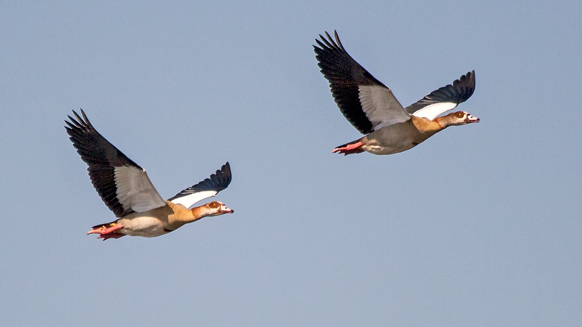 Egyptian Goose [Alopochen aegyptiaca]
