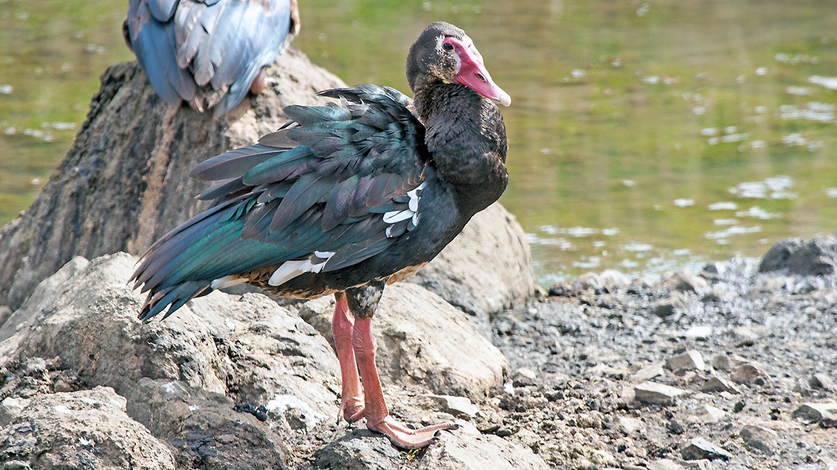 Spur-winged Goose [Plectropterus gambensis niger]