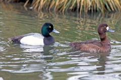 Greater Scaup [Aythya marila] 